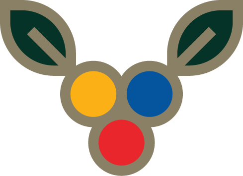 Three coffee berries with the Colombian Flag colors